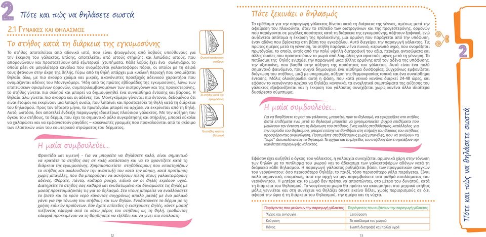 Επίσης, αποτελείται από ιστούς στήριξης και λιπώδεις ιστούς, που απομονώνουν και προστατεύουν από εξωτερικά χτυπήματα.