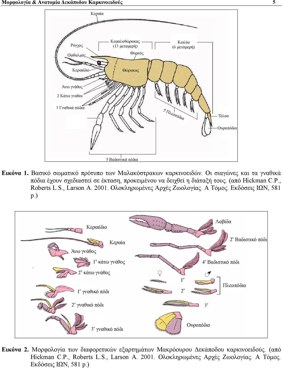 , Roberts L.S., Larson A. 2001. Ολκληρωμένες Αρχές Ζωλγίας. Α Τόμς. Εκδόσεις ΙΩΝ, 581 p.