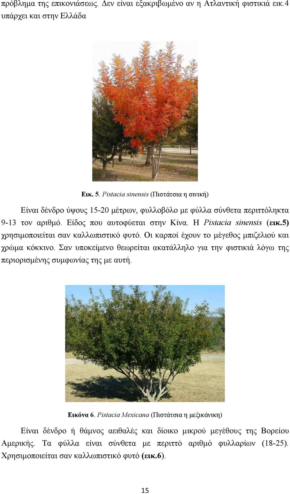 Η Pistacia sinensis (εικ.5) χρησιµοποιείται σαν καλλωπιστικό φυτό. Οι καρποί έχουν το µέγεθος µπιζελιού και χρώµα κόκκινο.