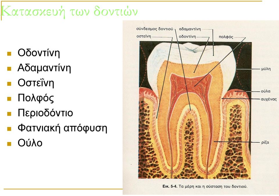Οστεΐνη Πολφός