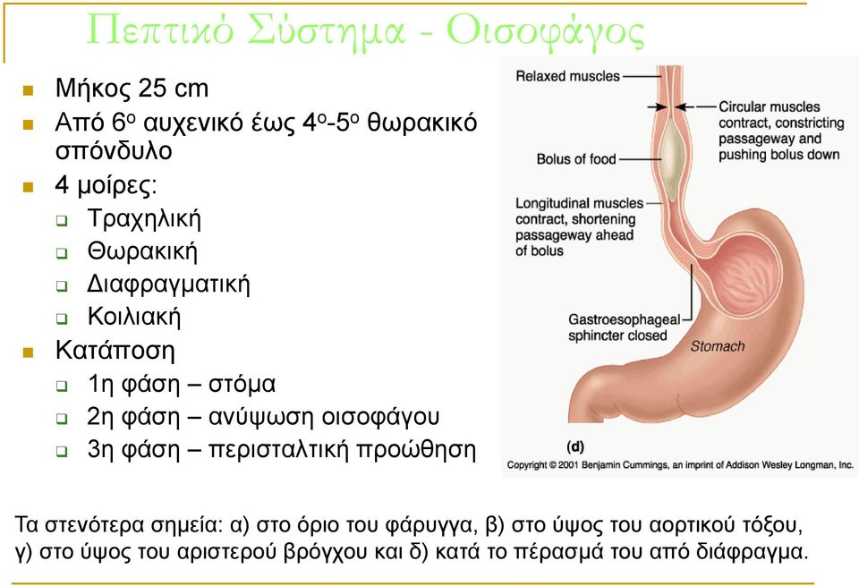οισοφάγου 3η φάση περισταλτική προώθηση Τα στενότερα σημεία: α) στο όριο του φάρυγγα, β) στο