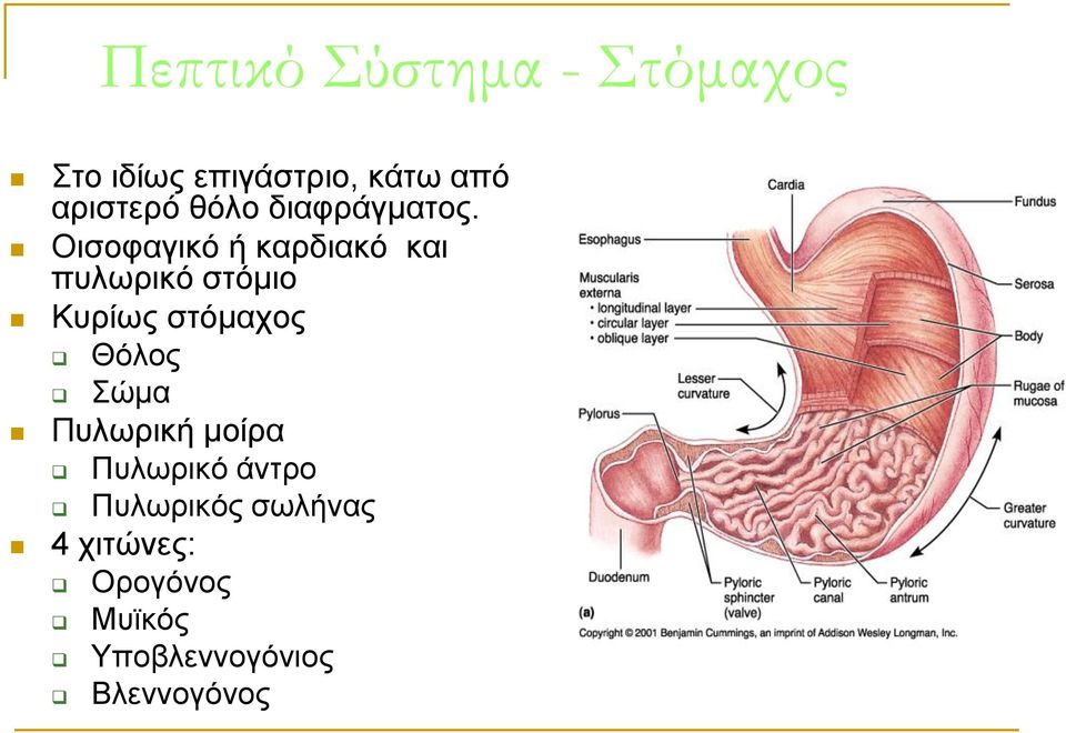 Οισοφαγικό ή καρδιακό και πυλωρικό στόμιο Κυρίως στόμαχος Θόλος