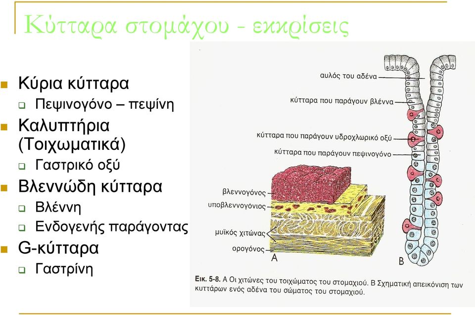 (Τοιχωματικά) Γαστρικό οξύ Βλεννώδη