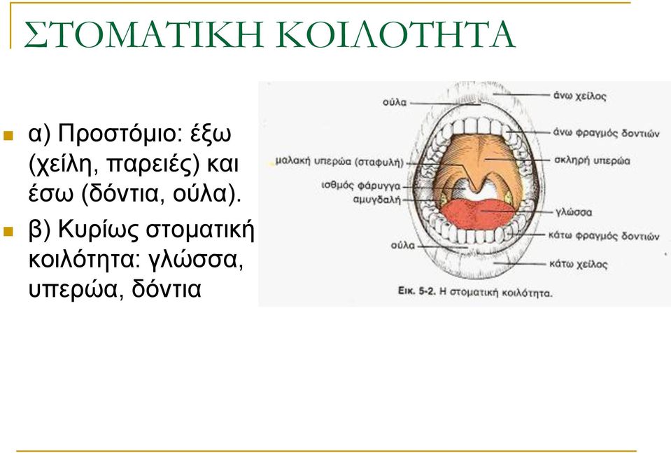 και έσω (δόντια, ούλα).