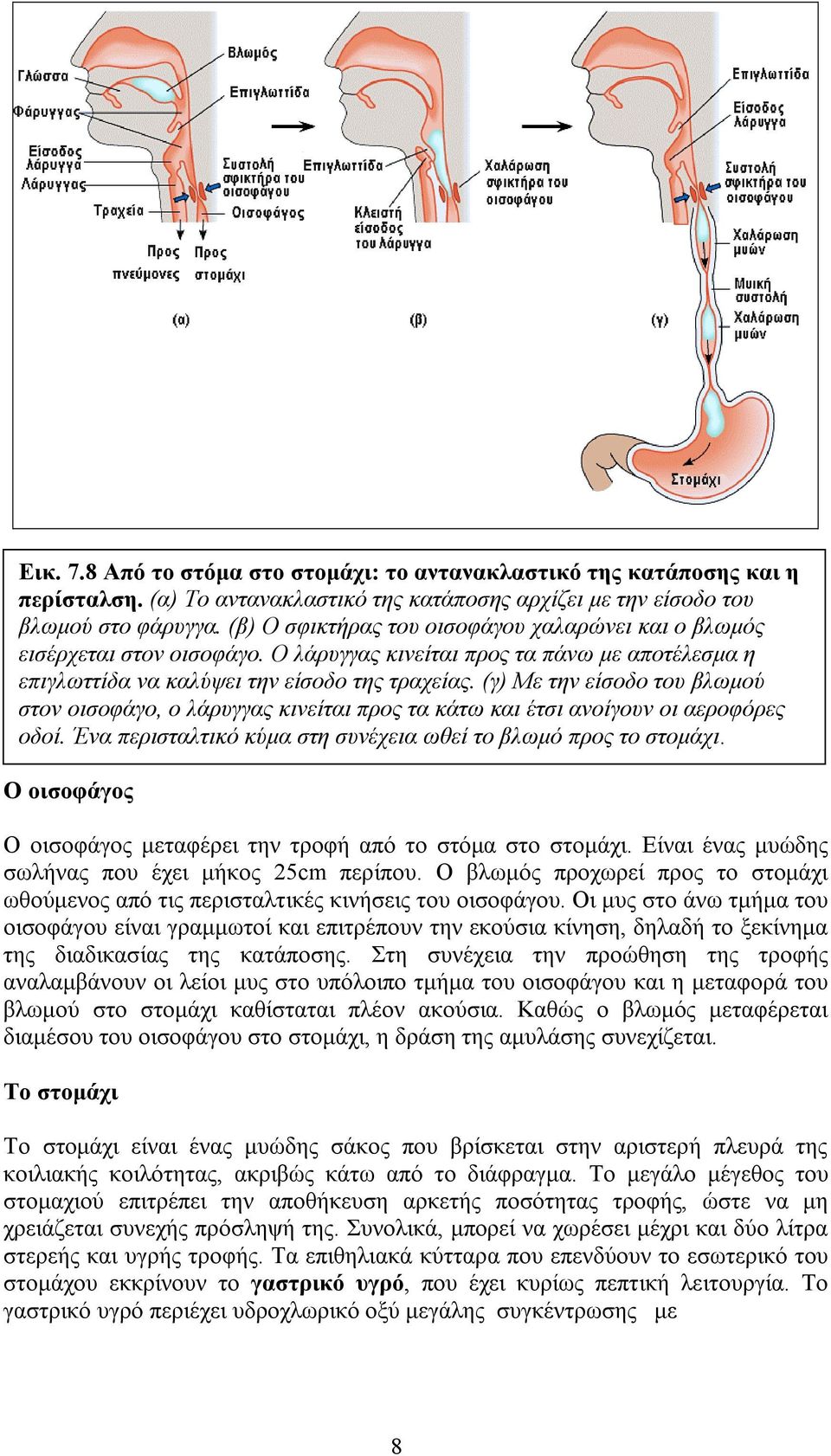 (γ) Με την είσοδο του βλωµού στον οισοφάγο, ο λάρυγγας κινείται προς τα κάτω και έτσι ανοίγουν οι αεροφόρες οδοί. Ένα περισταλτικό κύµα στη συνέχεια ωθεί το βλωµό προς το στοµάχι.