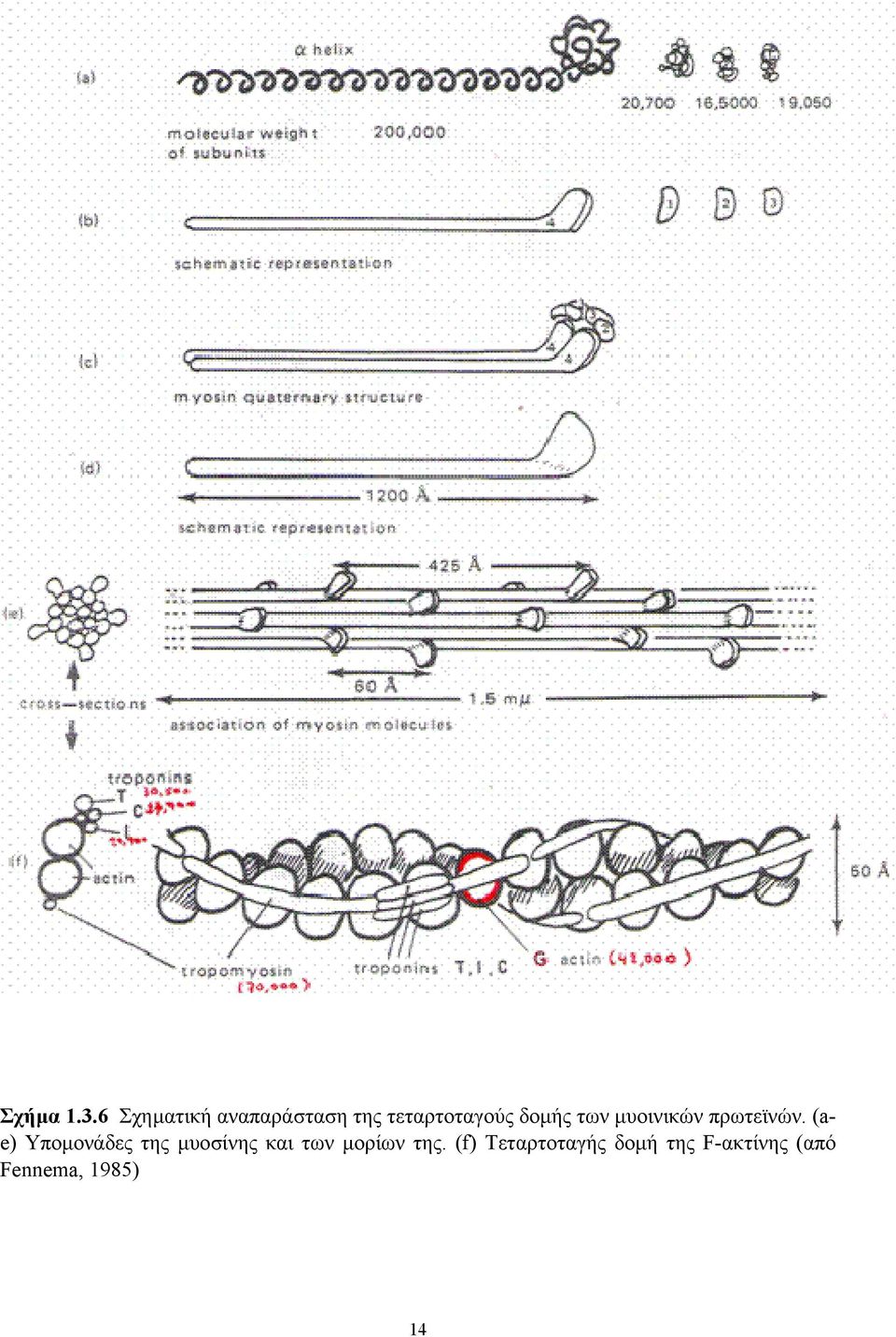δοµής των µυοινικών πρωτεϊνών.