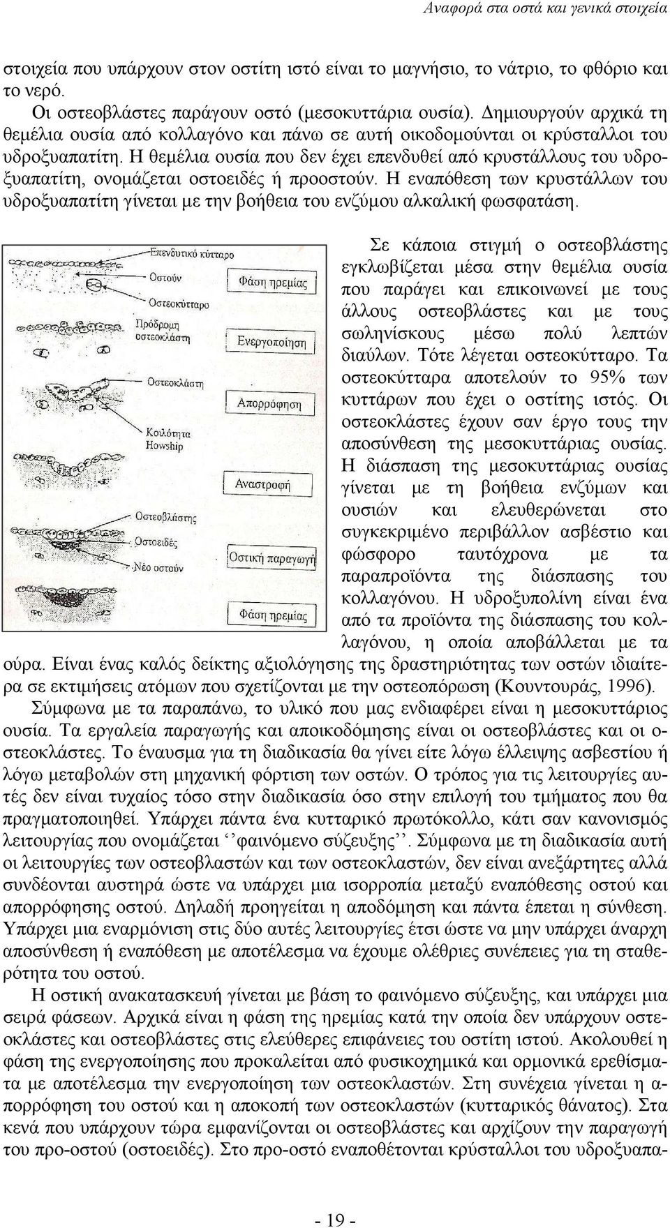 Η θεµέλια ουσία που δεν έχει επενδυθεί από κρυστάλλους του υδροξυαπατίτη, ονοµάζεται οστοειδές ή προοστούν.