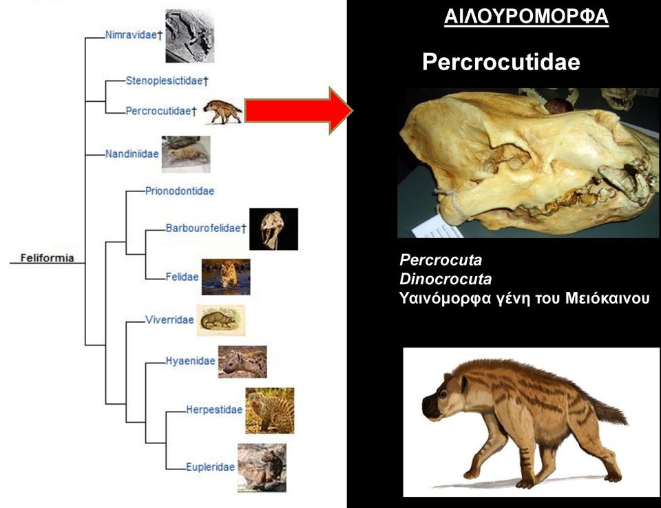 Percrocuta