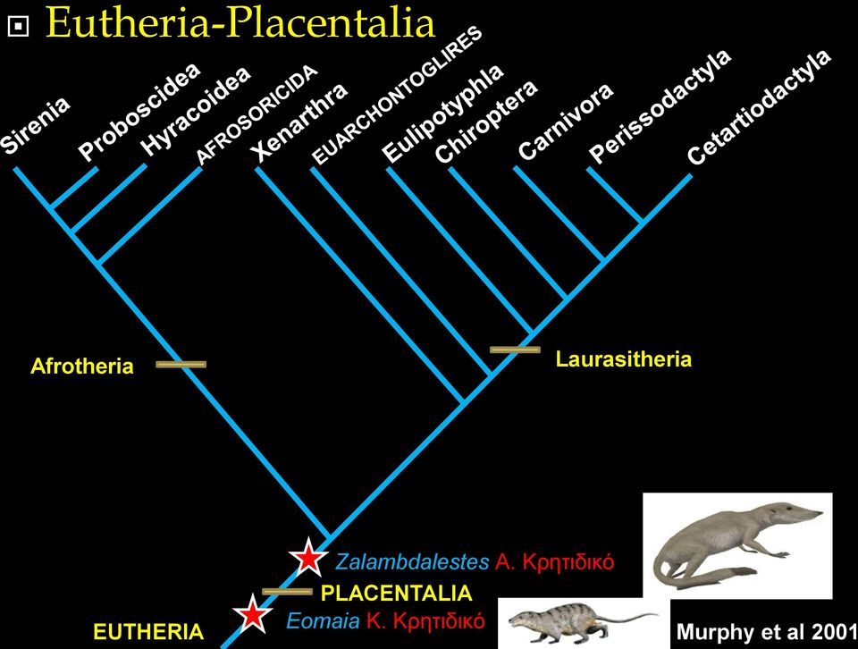 Zalambdalestes A.