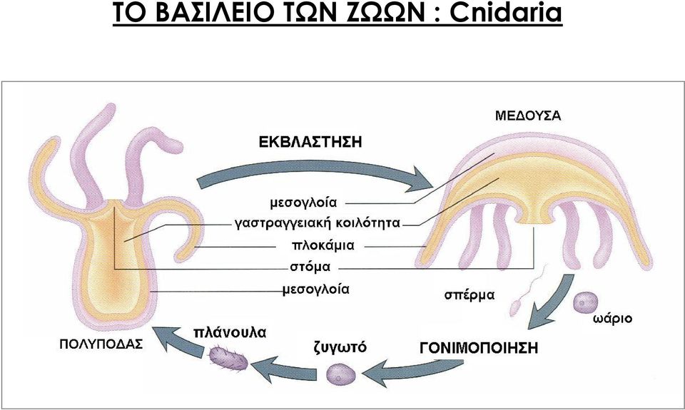 ΤΩΝ ΖΩΩΝ