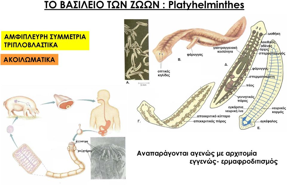 ΤΡΙΠΛΟΒΛΑΣΤΙΚΑ ΑΚΟΙΛΩΜΑΤΙΚΑ