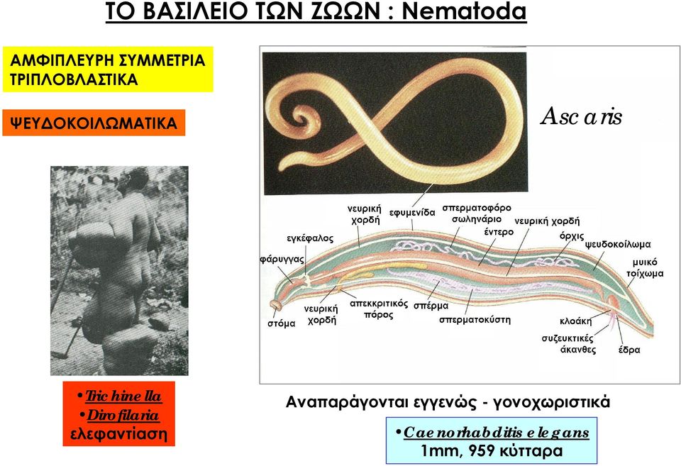 Trichinella Dirofilaria ελεφαντίαση Αναπαράγονται