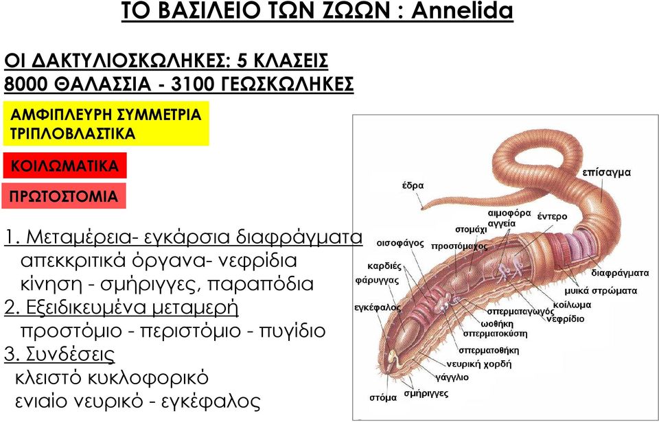 Μεταμέρεια- εγκάρσια διαφράγματα απεκκριτικά όργανα- νεφρίδια κίνηση - σμήριγγες, παραπόδια