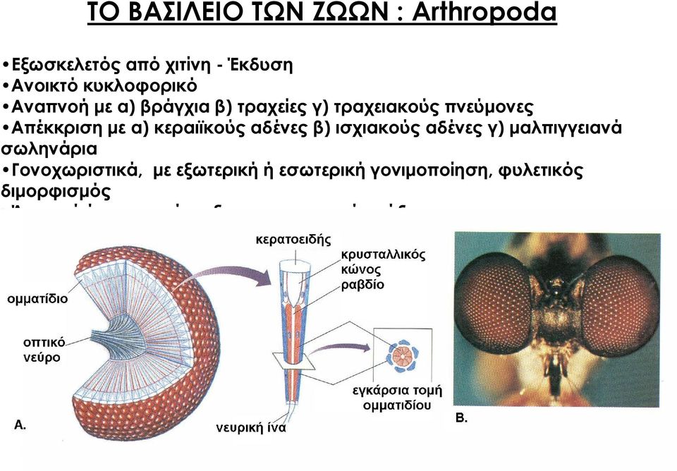 γ) μαλπιγγειανά σωληνάρια Γονοχωριστικά, με εξωτερική ή εσωτερική γονιμοποίηση, φυλετικός