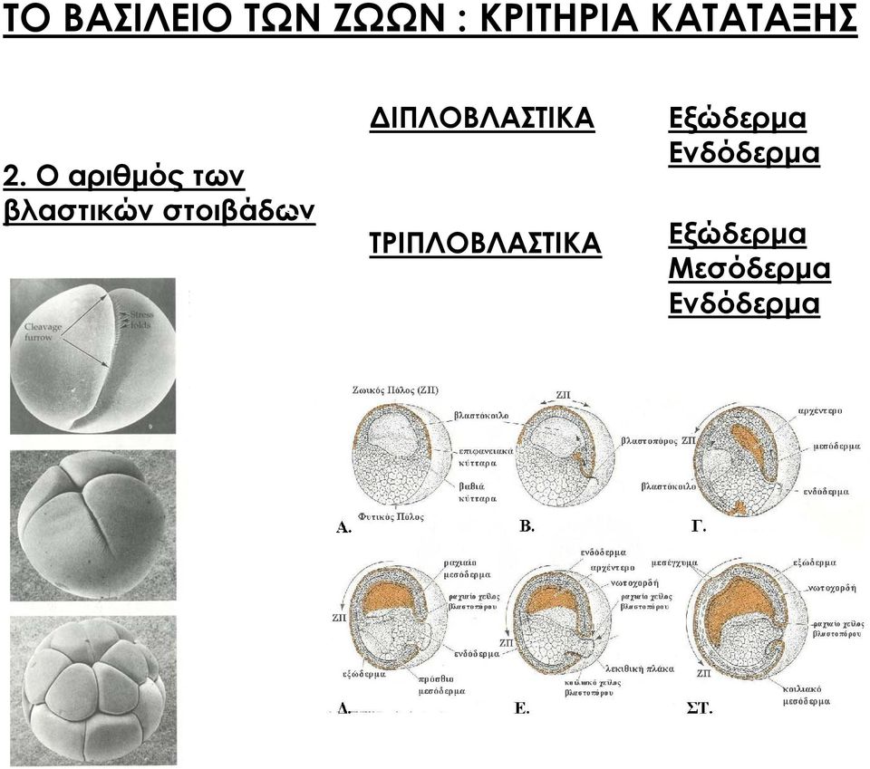 Ο αριθμός των βλαστικών στοιβάδων