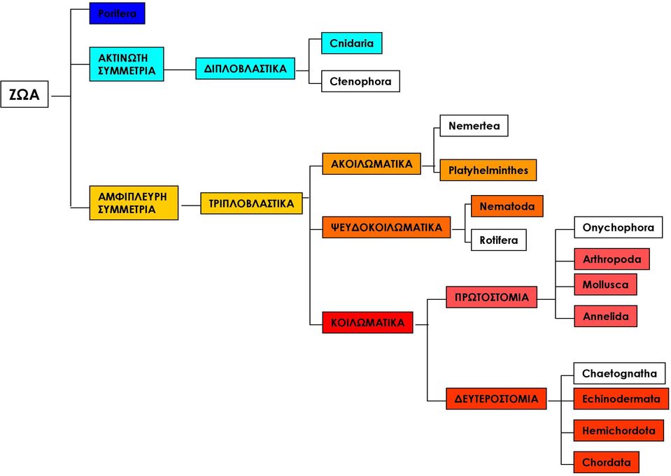 ΨΕΥΔΟΚΟΙΛΩΜΑΤΙΚΑ Rotifera Onychophora Arthropoda ΠΡΩΤΟΣΤΟΜΙΑ Mollusca