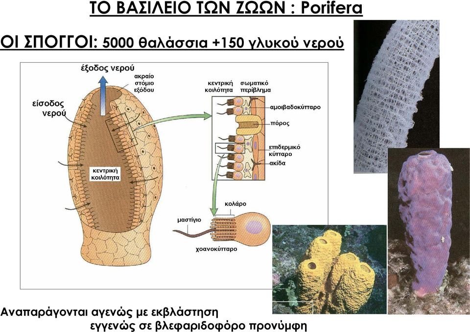 νερού Αναπαράγονται αγενώς με