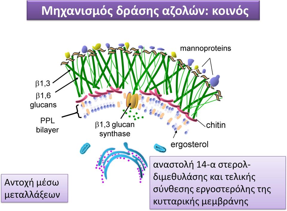 synthase ergosterol chitin αναςτολι 14-α