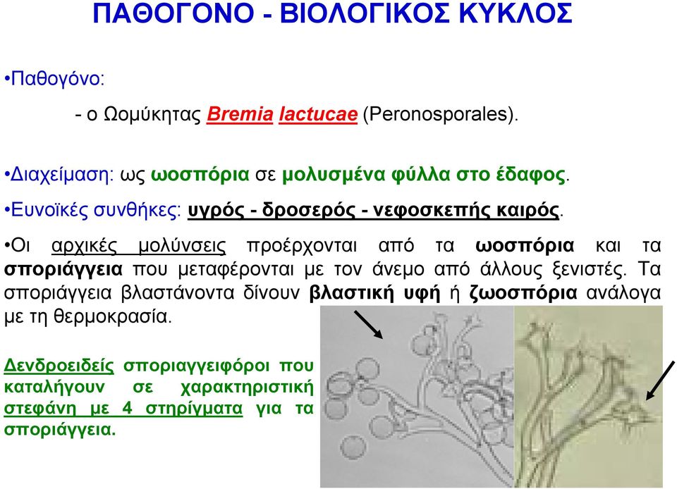 Οι αρχικές μολύνσεις προέρχονται από τα ωοσπόρια και τα σποριάγγεια που μεταφέρονται με τον άνεμο από άλλους ξενιστές.