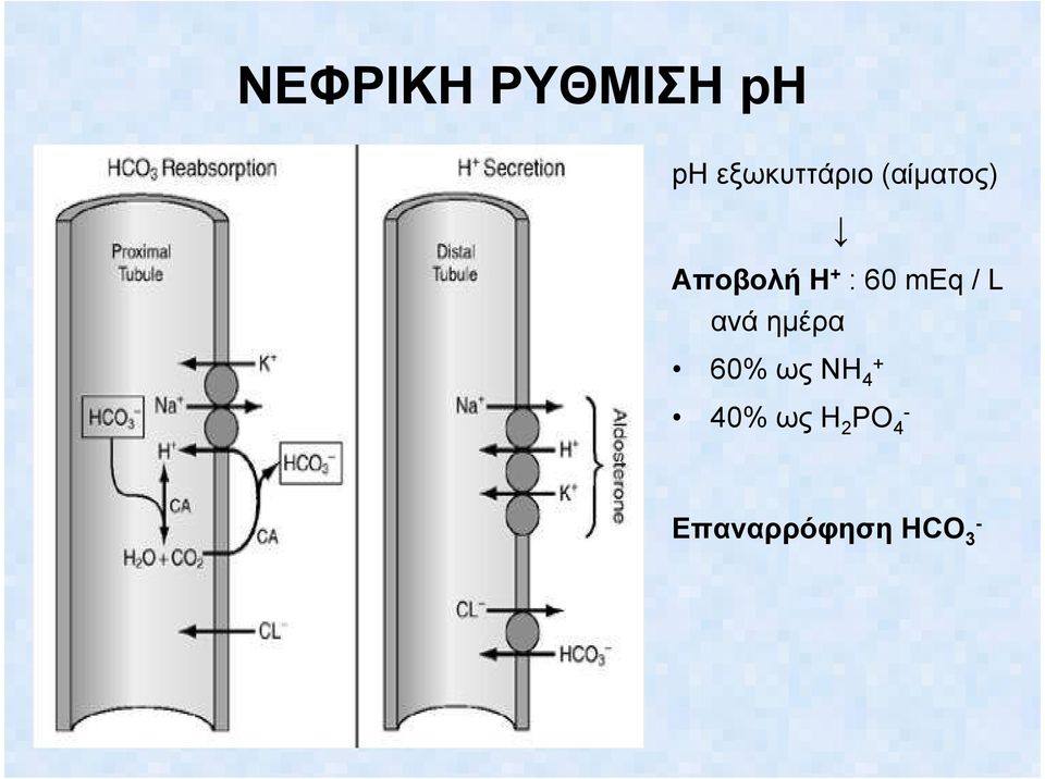 + : 60 meq / L ανά ηµέρα 60% ως