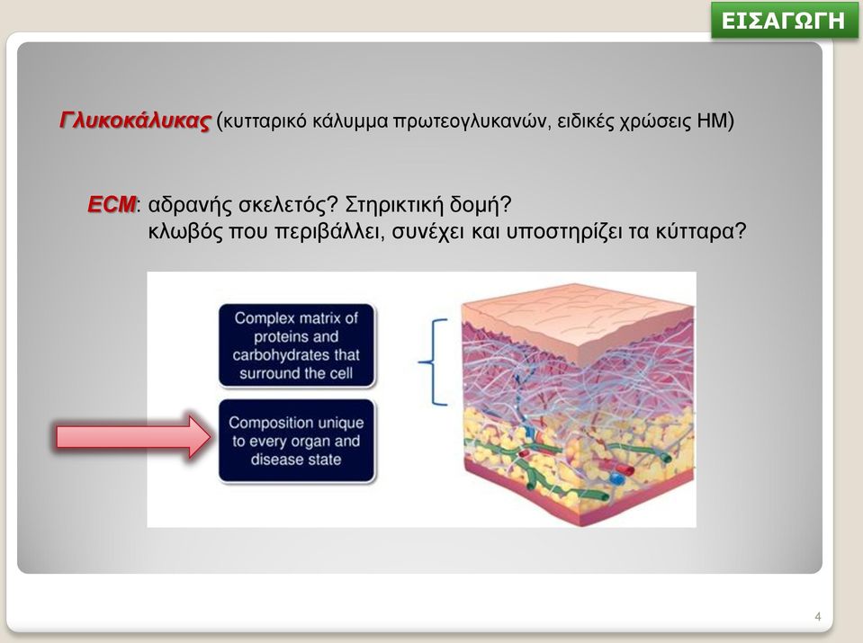 αδρανής σκελετός? Στηρικτική δομή?