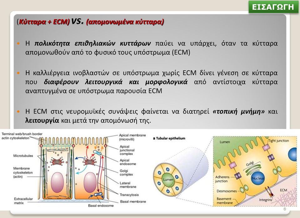 φυσικό τους υπόστρωμα (ECM) Η καλλιέργεια ινοβλαστών σε υπόστρωμα χωρίς ECM δίνει γένεση σε κύτταρα που διαφέρουν