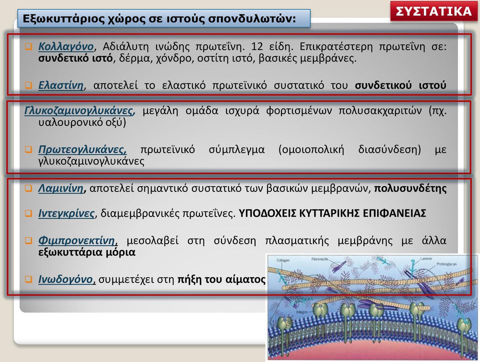 Ελαστίνη, αποτελεί το ελαστικό πρωτεϊνικό συστατικό του συνδετικού ιστού Γλυκοζαμινογλυκάνες, μεγάλη ομάδα ισχυρά φορτισμένων πολυσακχαριτών (πχ.