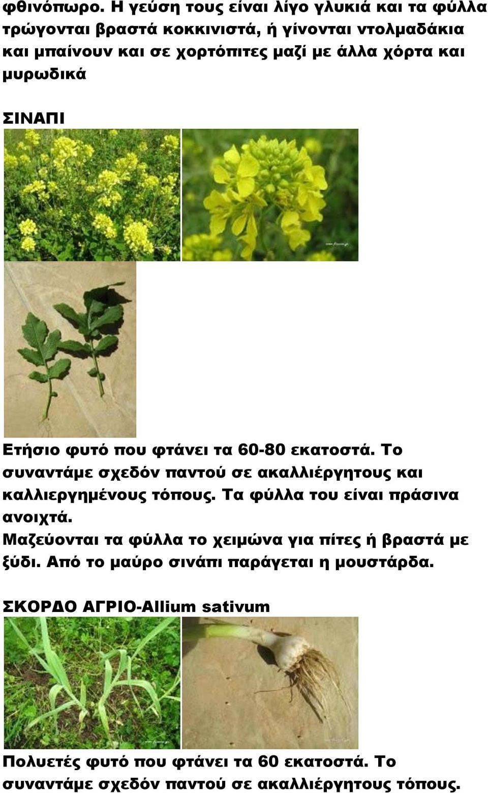 άλλα χόρτα και μυρωδικά ΙΝΑΠΙ Ετήσιο φυτό που φτάνει τα 60-80 εκατοστά.