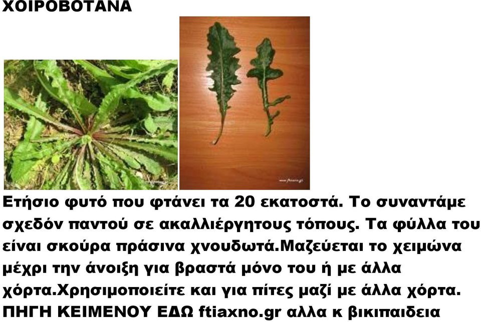 Σα φύλλα του είναι σκούρα πράσινα χνουδωτά.