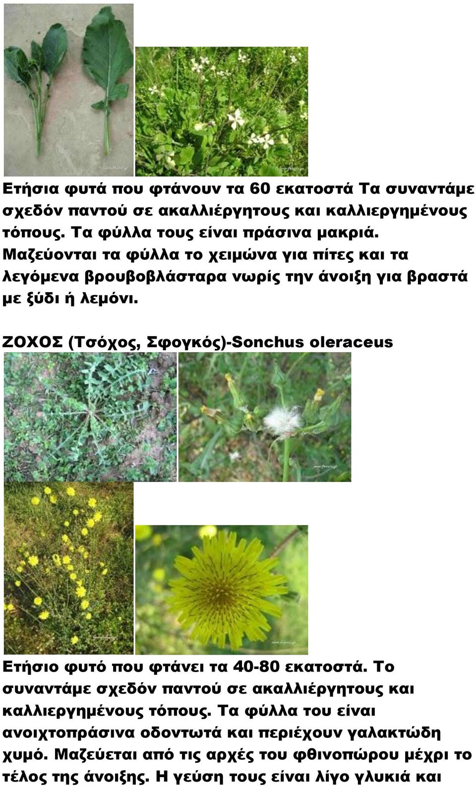 ΖΟΦΟ (Σσόχος, φογκός)-sonchus oleraceus Ετήσιο φυτό που φτάνει τα 40-80 εκατοστά.