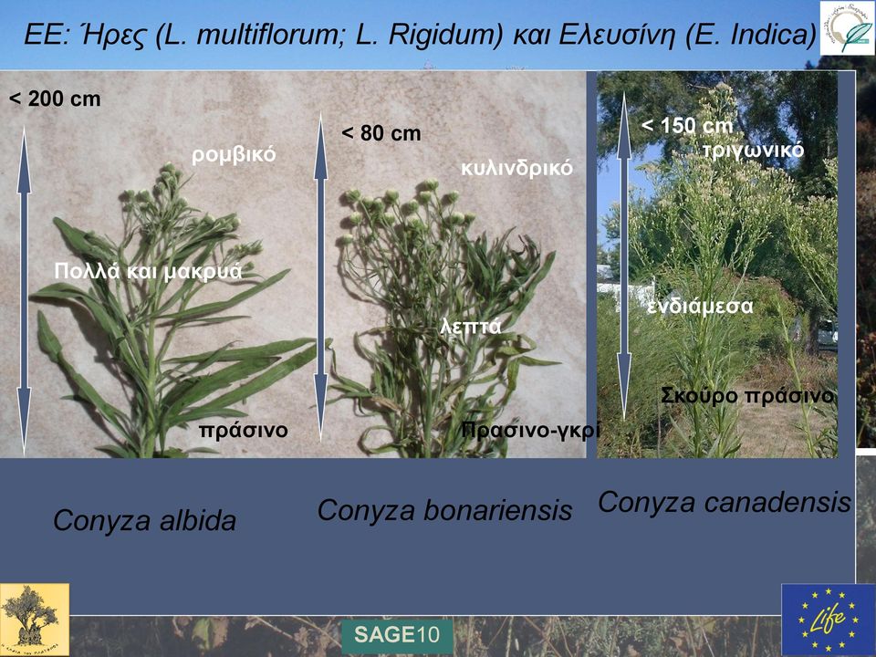 τριγωνικό Πολλά και μακρυά λεπτά ενδιάμεσα πράσινο