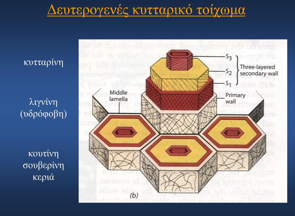 κυτταρίνη λιγνίνη