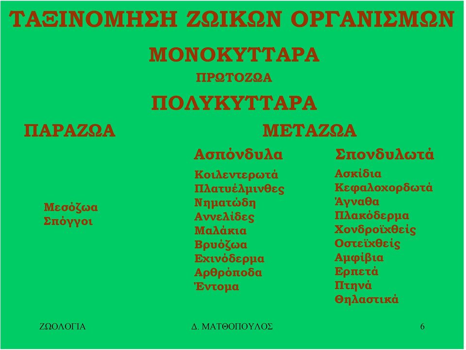 Βρυόζωα Εχινόδερμα Αρθρόποδα Έντομα ΜΕΤΑΖΩΑ Σπονδυλωτά Ασκίδια Κεφαλοχορδωτά