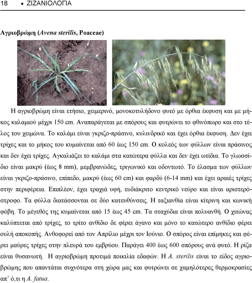 εν έχει τρίχες και το µήκος του κυµαίνεται από 60 έως 150 cm. Ο κολεός των φύλλων είναι πράσινος και δεν έχει τρίχες. Αγκαλιάζει το καλάµι στα κατώτερα φύλλα και δεν έχει ωτίδια.