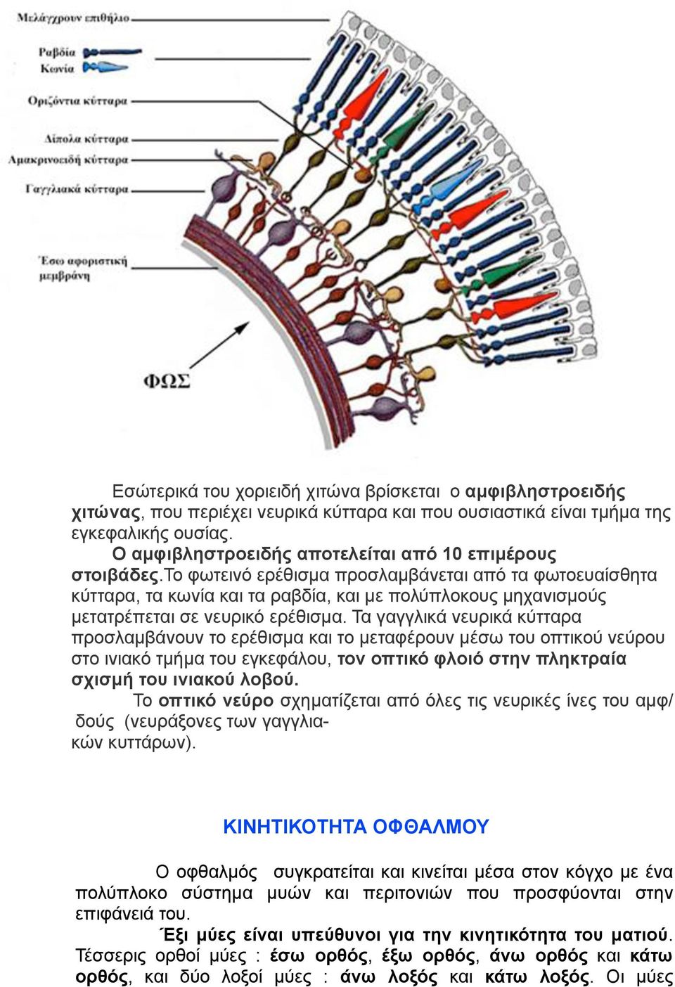 το φωτεινό ερέθισµα προσλαµβάνεται από τα φωτοευαίσθητα κύτταρα, τα κωνία και τα ραβδία, και µε πολύπλοκους µηχανισµούς µετατρέπεται σε νευρικό ερέθισµα.