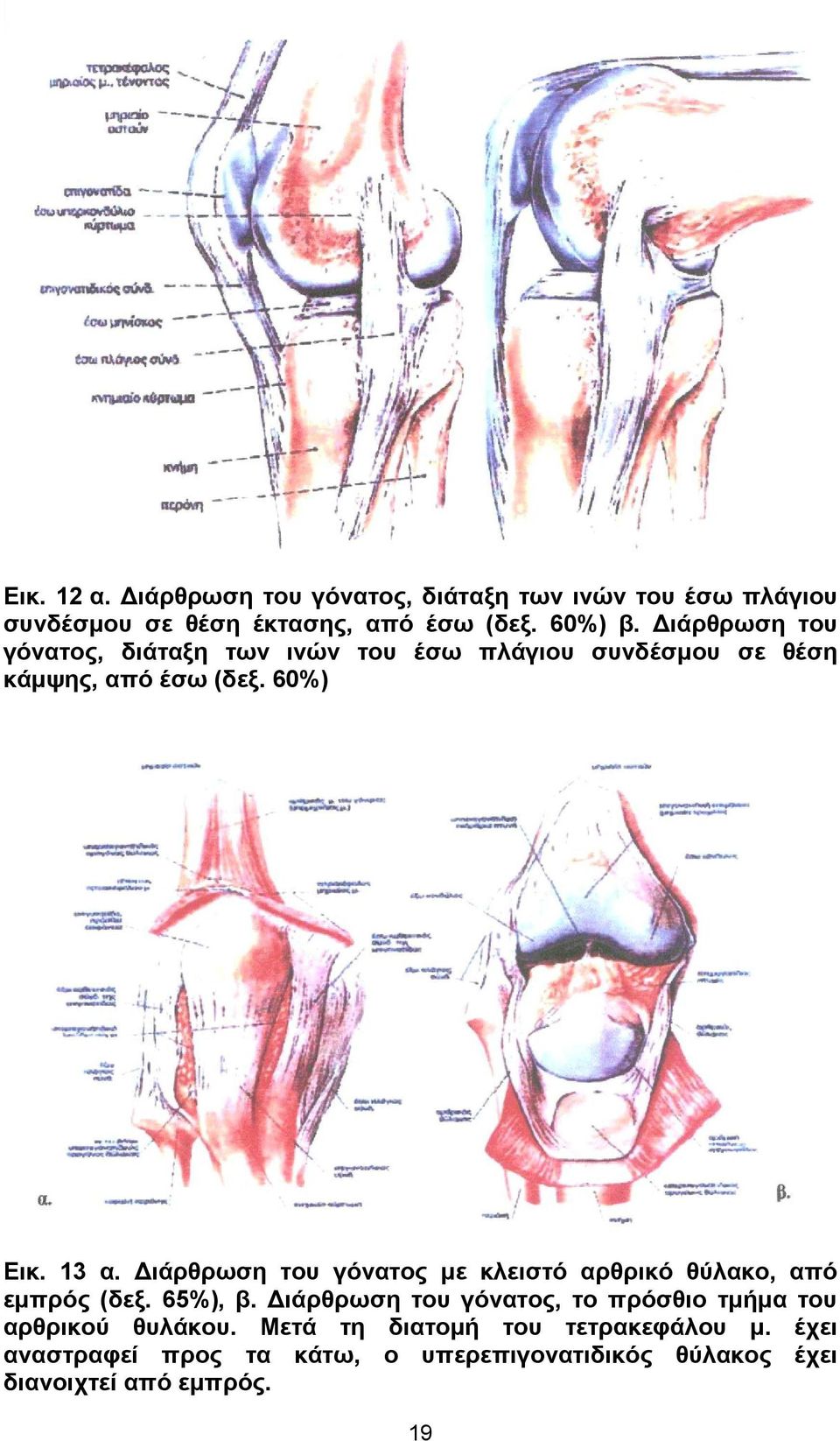 ιάρθρωση του γόνατος µε κλειστό αρθρικό θύλακο, από εµπρός (δεξ. 65%), β.