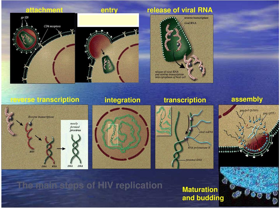 transcription assembly The main steps