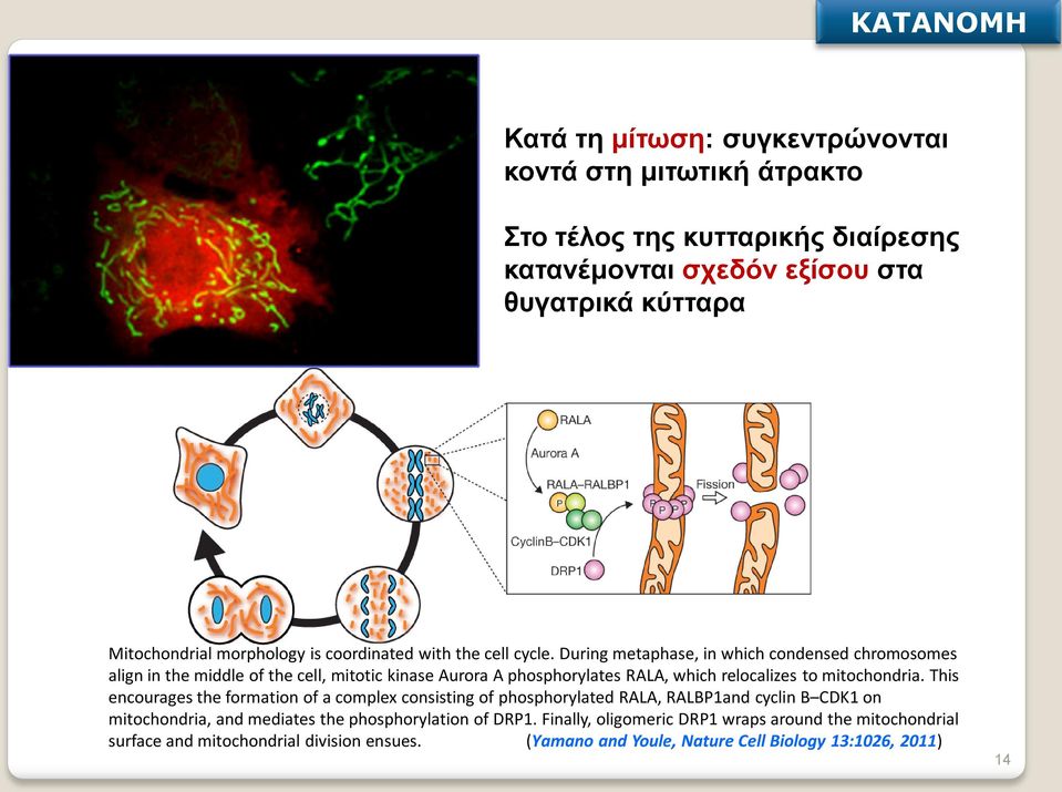 During metaphase, in which condensed chromosomes align in the middle of the cell, mitotic kinase Aurora A phosphorylates RALA, which relocalizes to mitochondria.