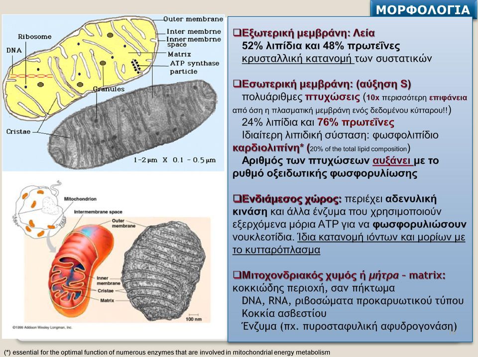 numerous enzymes that are