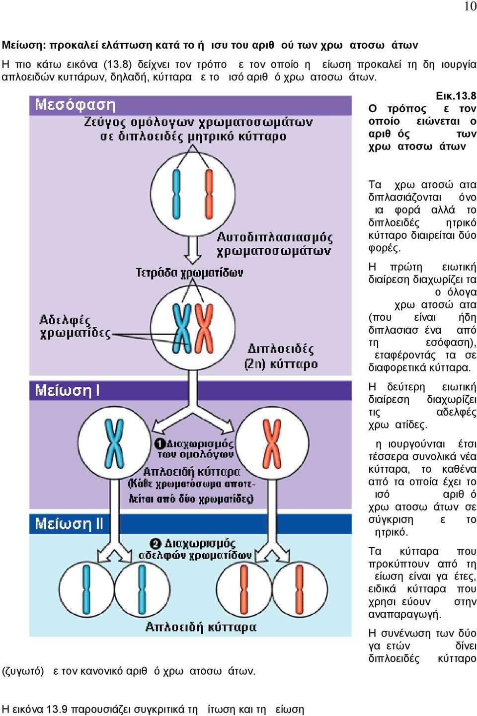 8 Ο τρόπος με τον οποίο μειώνεται ο αριθμός των χρωματοσωμάτων Τα χρωματοσώματα διπλασιάζονται μόνο μια φορά αλλά το διπλοειδές μητρικό κύτταρο διαιρείται δύο φορές.