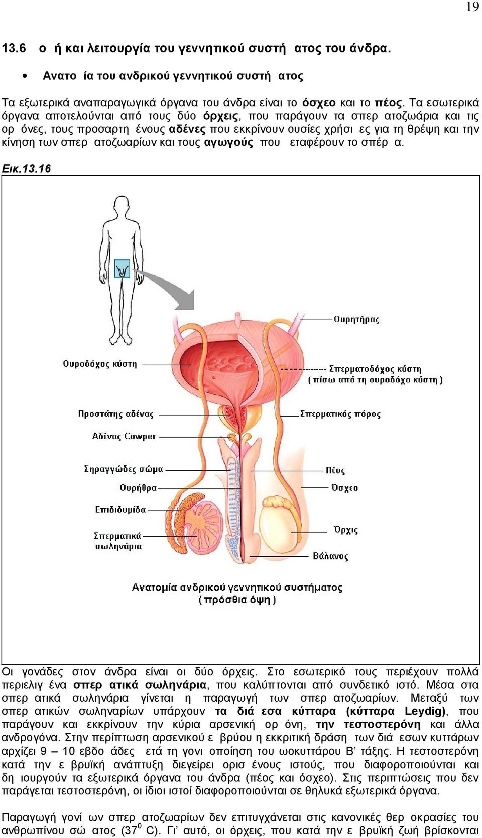 σπερματοζωαρίων και τους αγωγούς που μεταφέρουν το σπέρμα. Εικ.13.16 Οι γονάδες στον άνδρα είναι οι δύο όρχεις.