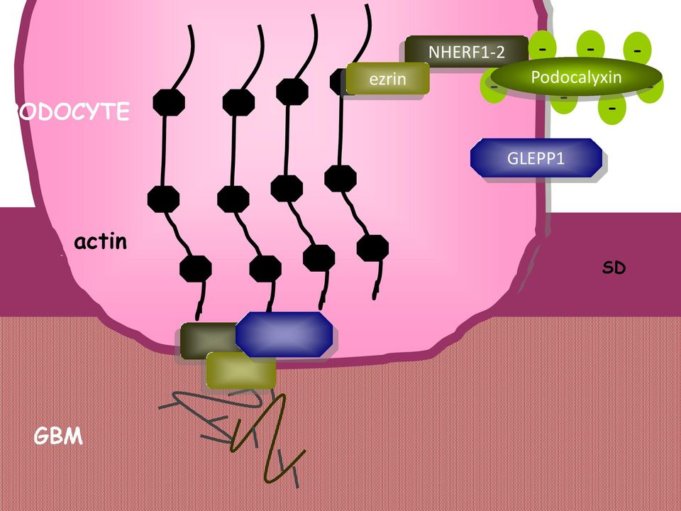 Podocalyxin - - -