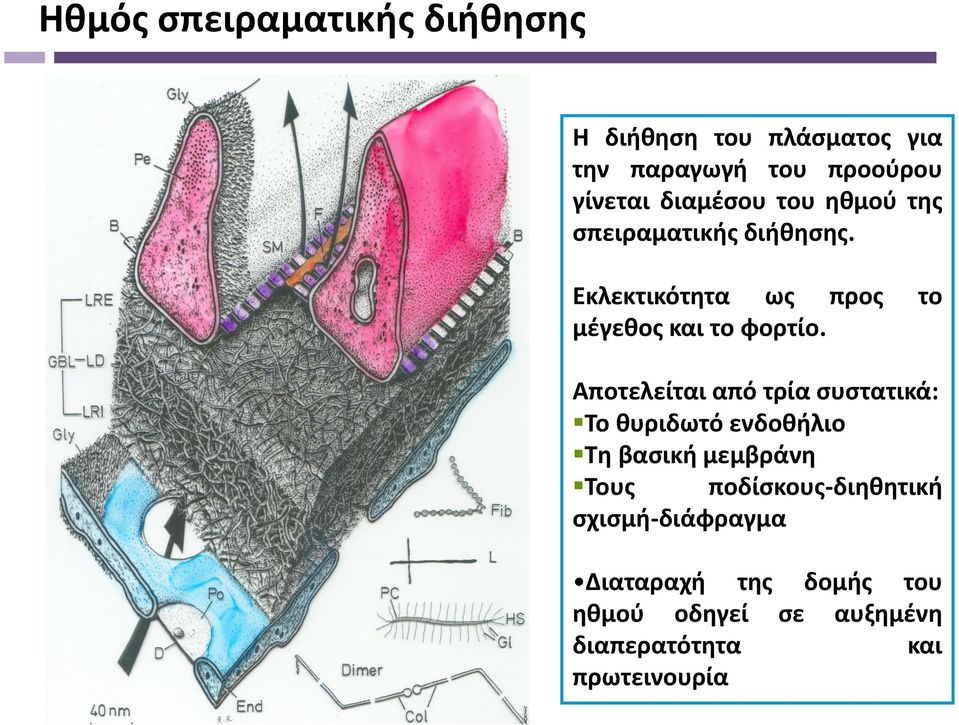 Αποτελείται από τρία συστατικά: Το θυριδωτό ενδοθήλιο Τη βασική μεμβράνη Τους