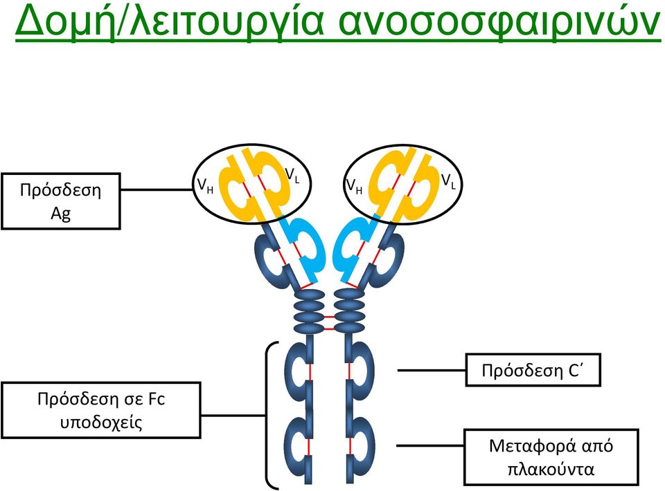 VH V L V H V L Πρόσδεση σε