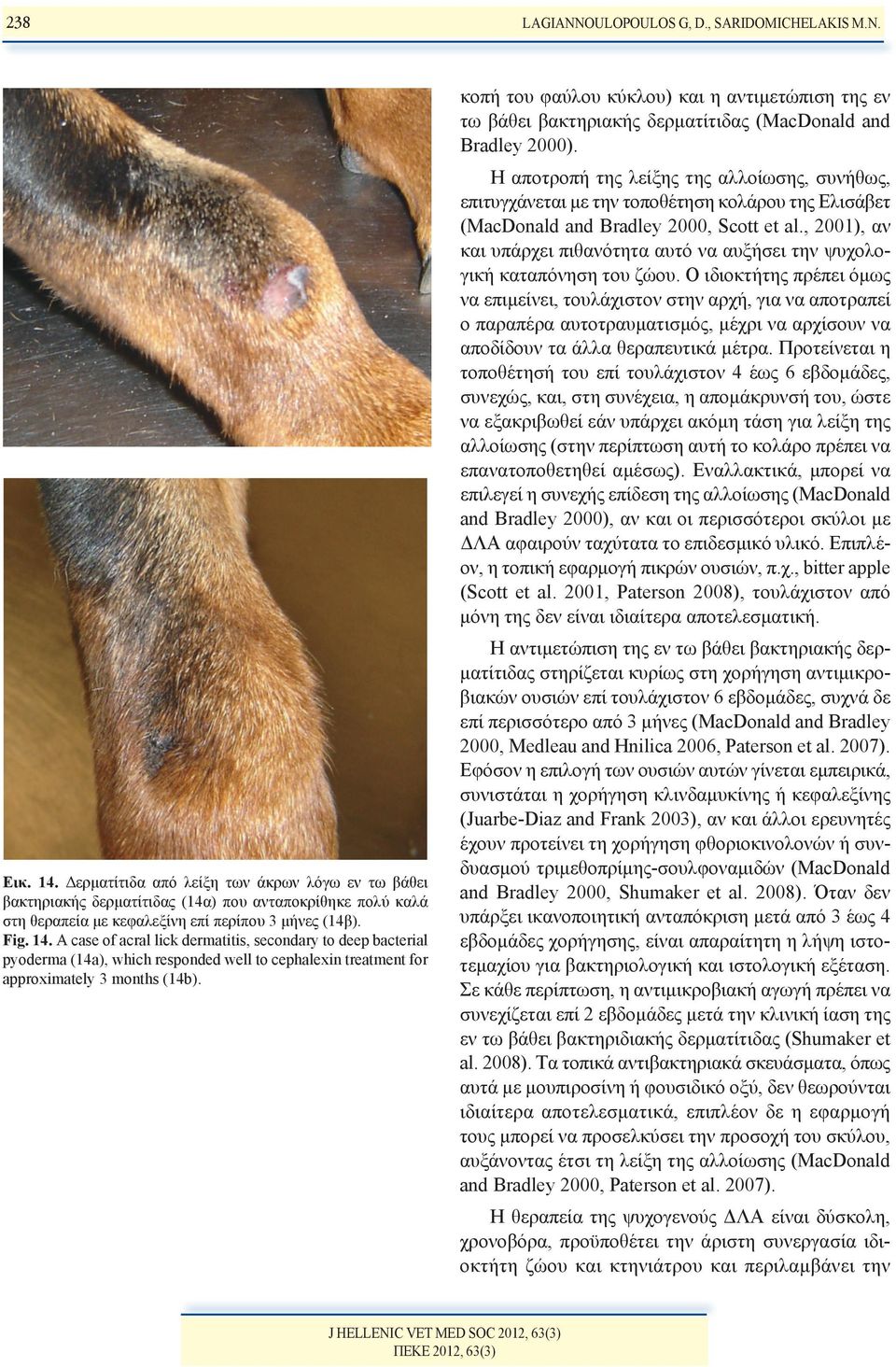 A case of acral lick dermatitis, secondary to deep bacterial pyoderma (14a), which responded well to cephalexin treatment for approximately 3 months (14b).