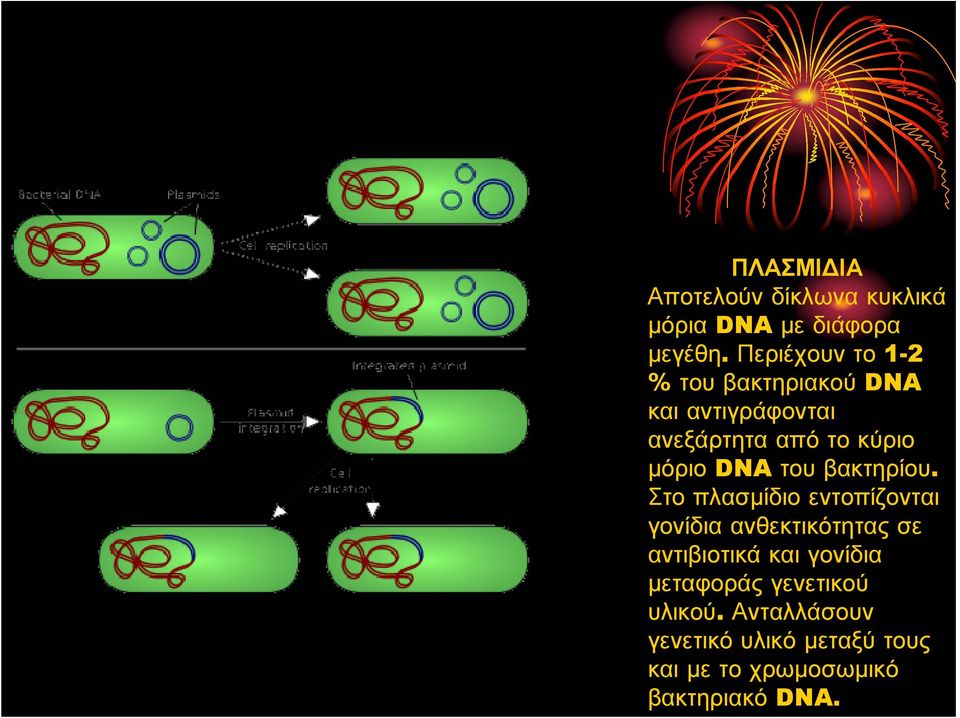 DNA του βακτηρίου.