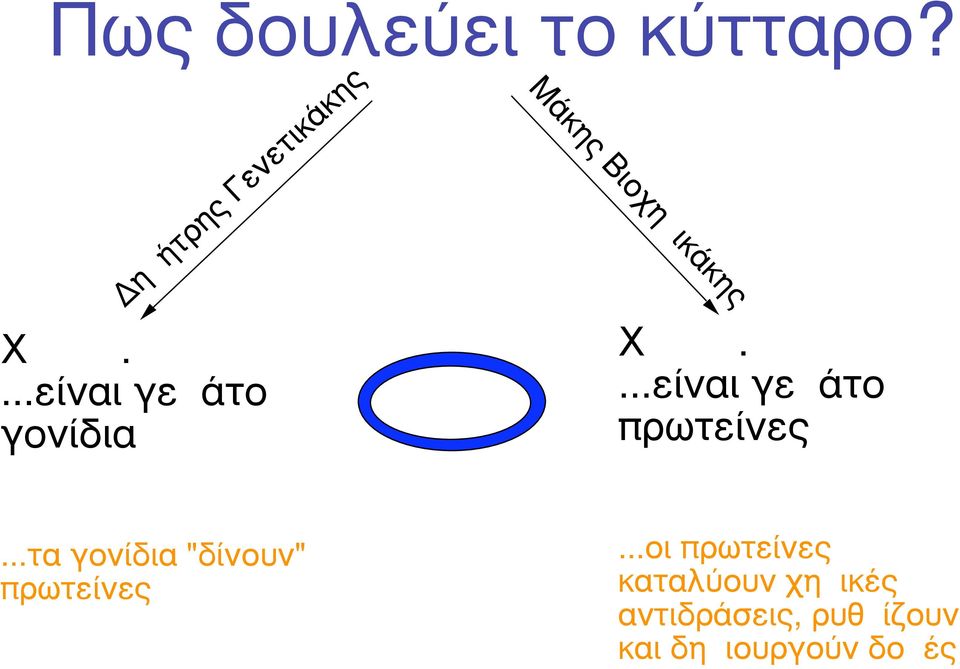 ...είναι γεµάτο πρωτείνες...τα γονίδια "δίνουν" πρωτείνες.