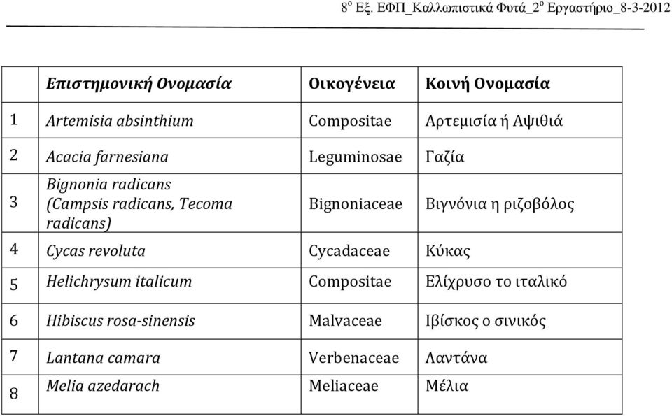 Κύκας Βιγνόνια η ριζοβόλος 5 Helichrysum italicum Compositae Ελίχρυσο το ιταλικό 6 Hibiscus