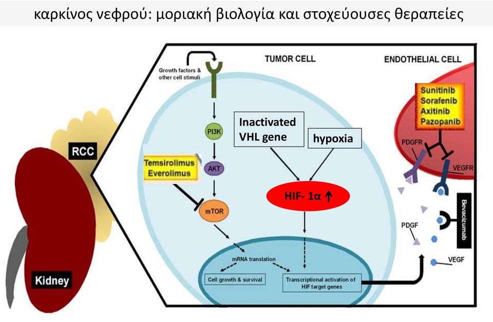 στοχεύουσες θεραπείες