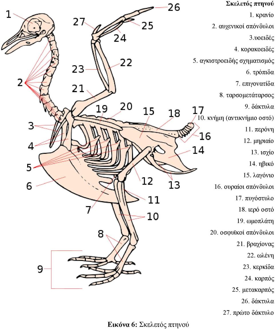 ισχίο 14. ηβικό 15. λαγόνιο 16. ουραίοι σπόνδυλοι 17. πυγόστυλο 18. ιερό οστό 19. ωμοπλάτη 20.